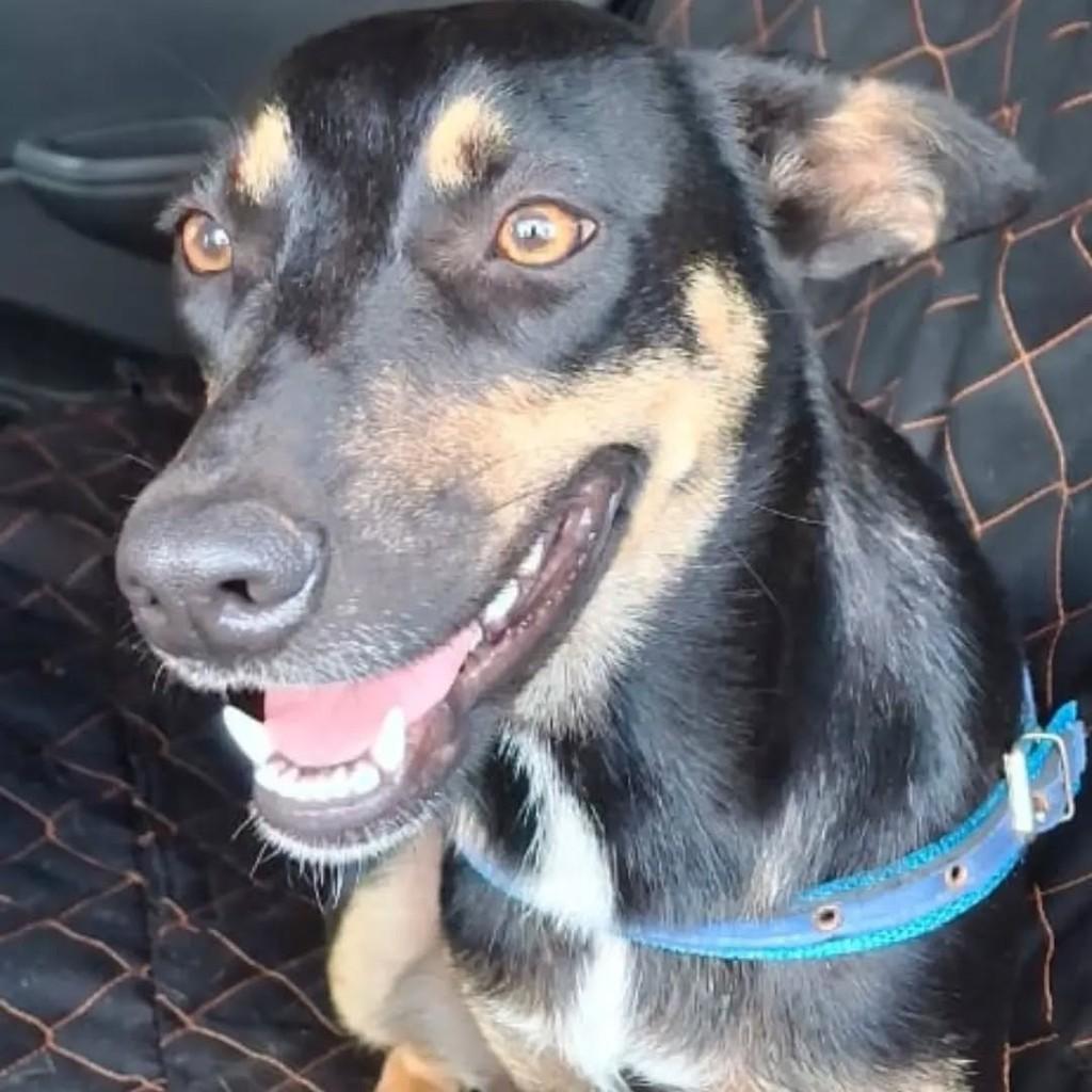 Dhuly, cachorro de porte médio para adoção em São José do Rio Preto - SP