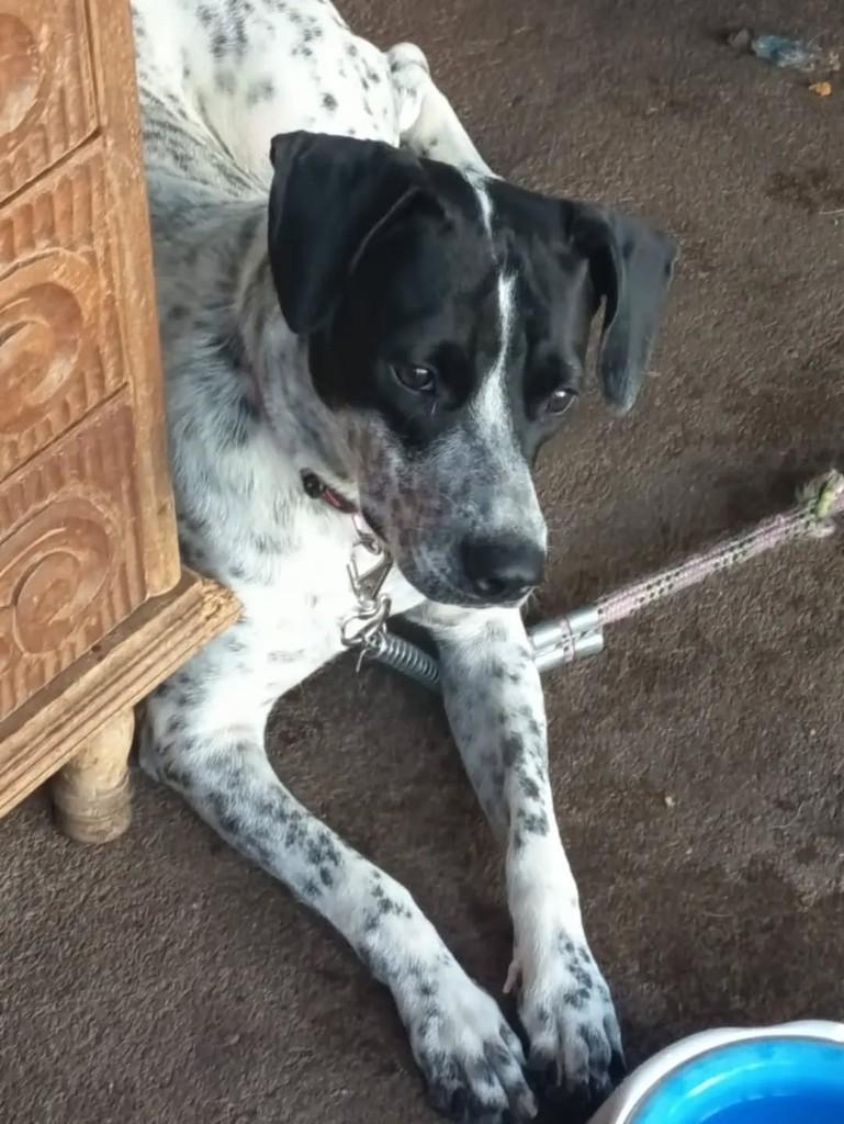 Sjrio, cachorro de porte médio para adoção em São José do Rio Preto - SP
