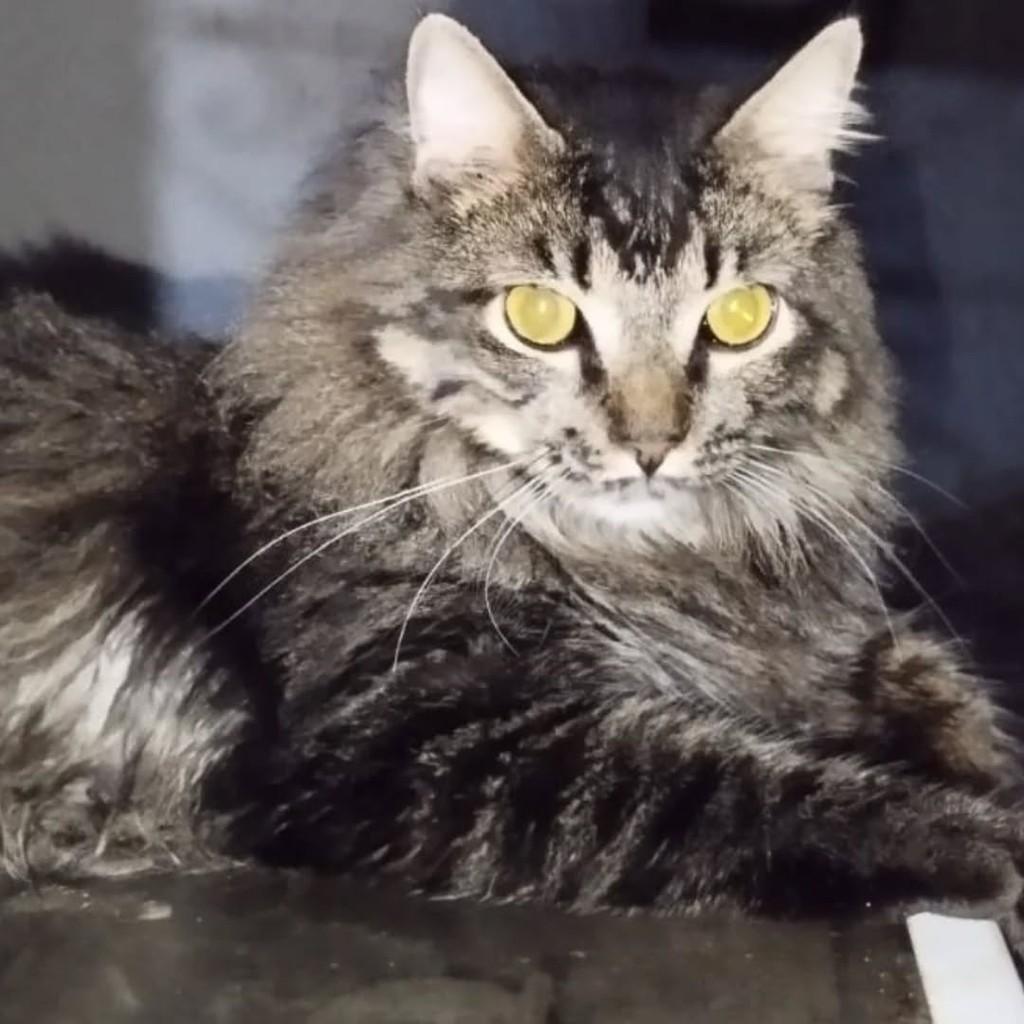 Sjrio Preto Sp, gato de porte médio para adoção em São José do Rio Preto - SP