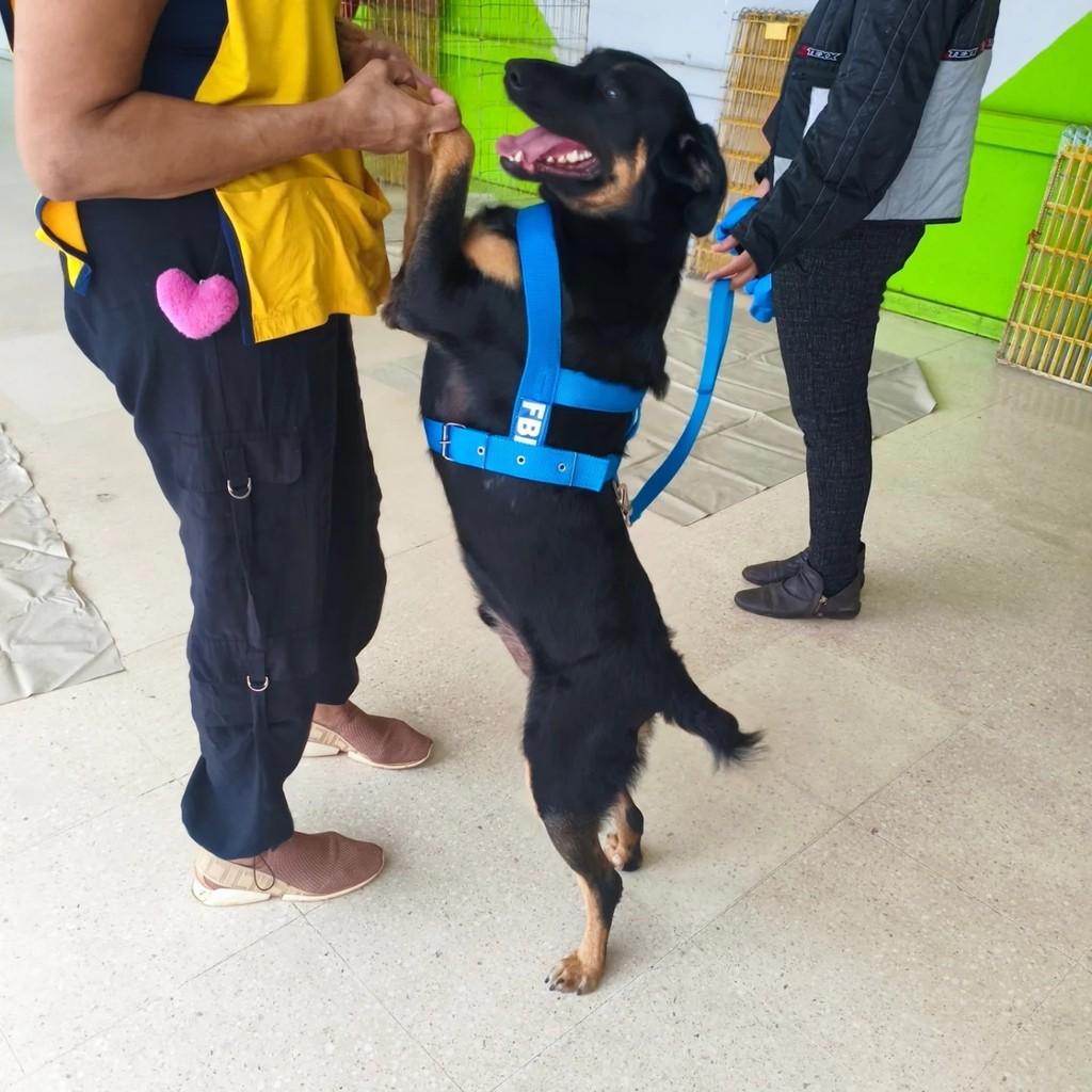 Ravi, cachorro de porte grande para adoção em São José do Rio Preto - SP