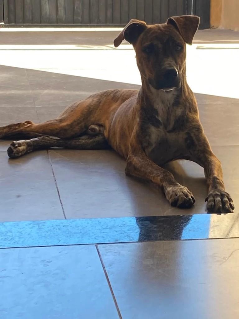 Beethoven, cachorro de porte médio para adoção em São José do Rio Preto - SP