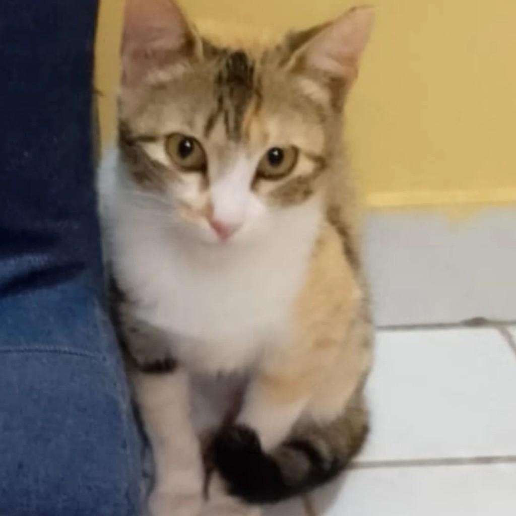 Lili, gato de porte pequeno para adoção em São José do Rio Preto - SP
