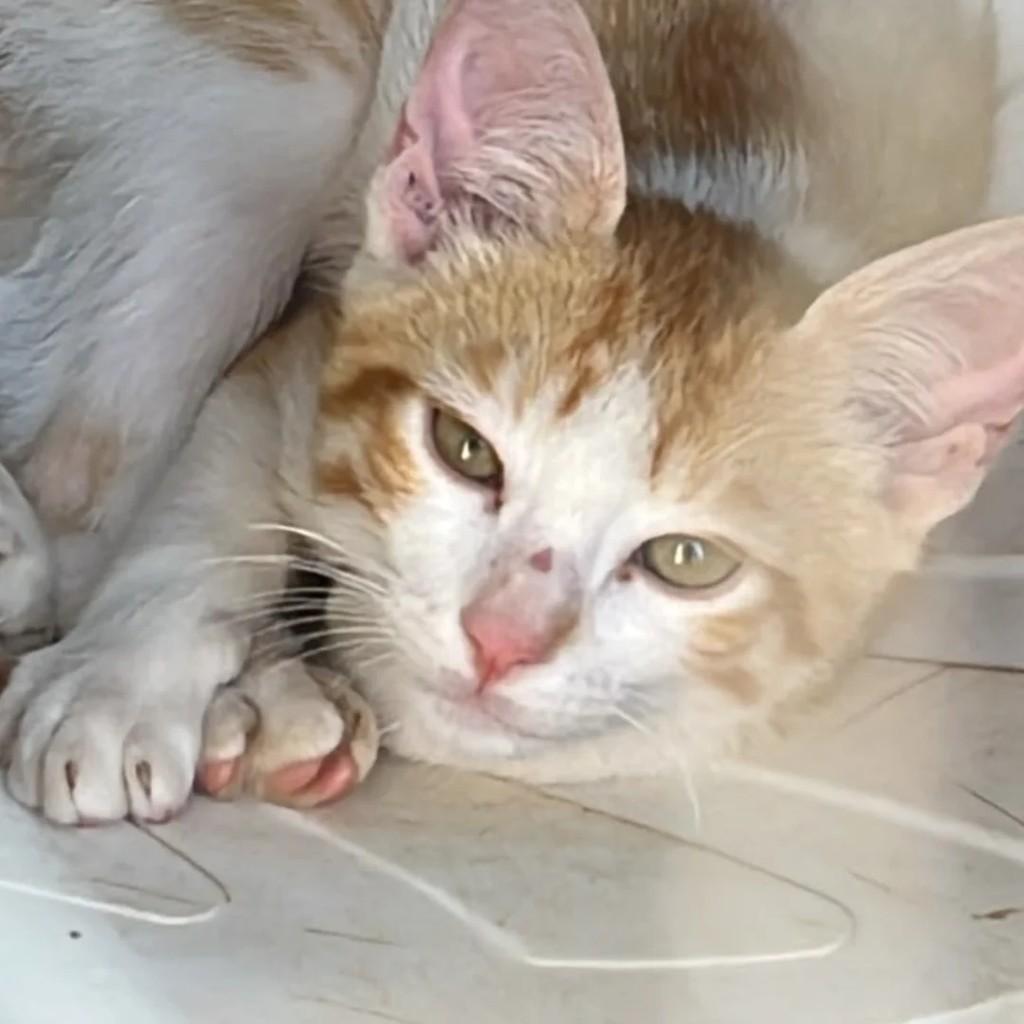 Sjrio Preto, gata de porte pequeno para adoção em São José do Rio Preto - SP