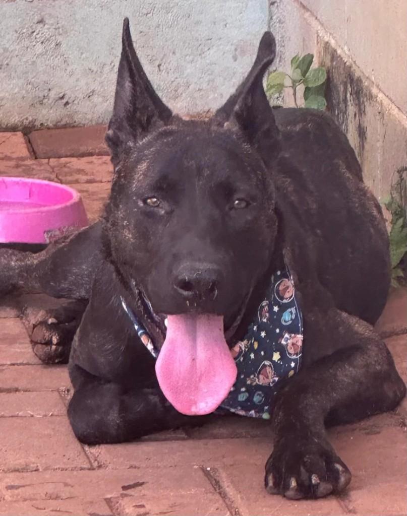 Pastor Holandês, cachorro de porte grande para adoção em São José do Rio Preto - SP