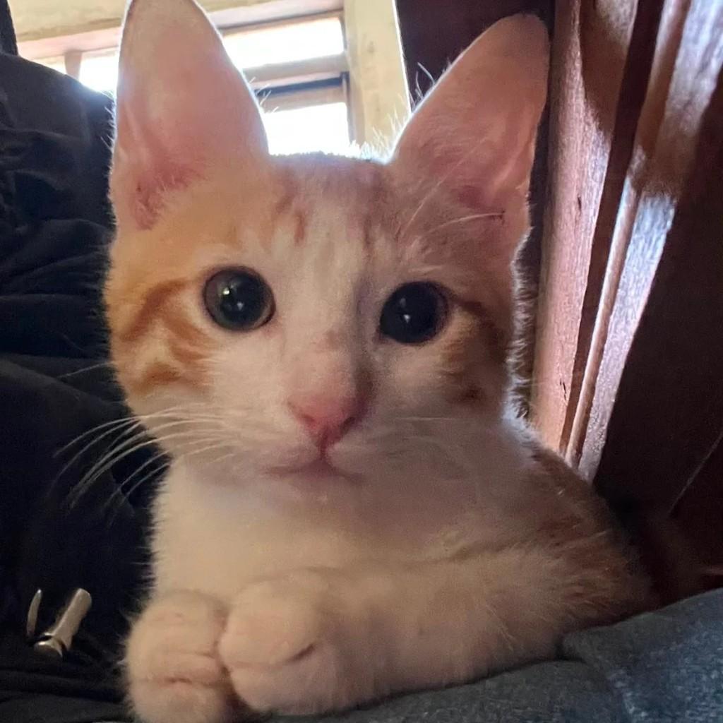 Sjrio, gato de porte pequeno para adoção em São José do Rio Preto - SP
