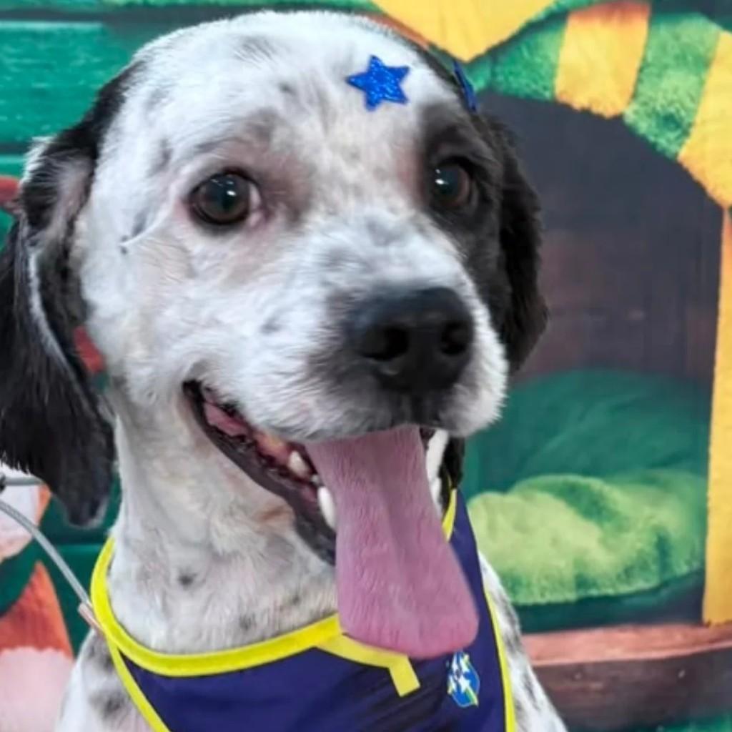 Floquinho, cachorro de porte médio para adoção em São José do Rio Preto - SP