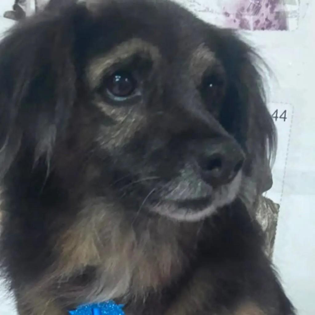 Doguinho, cachorro de porte pequeno para adoção em São José do Rio Preto - SP