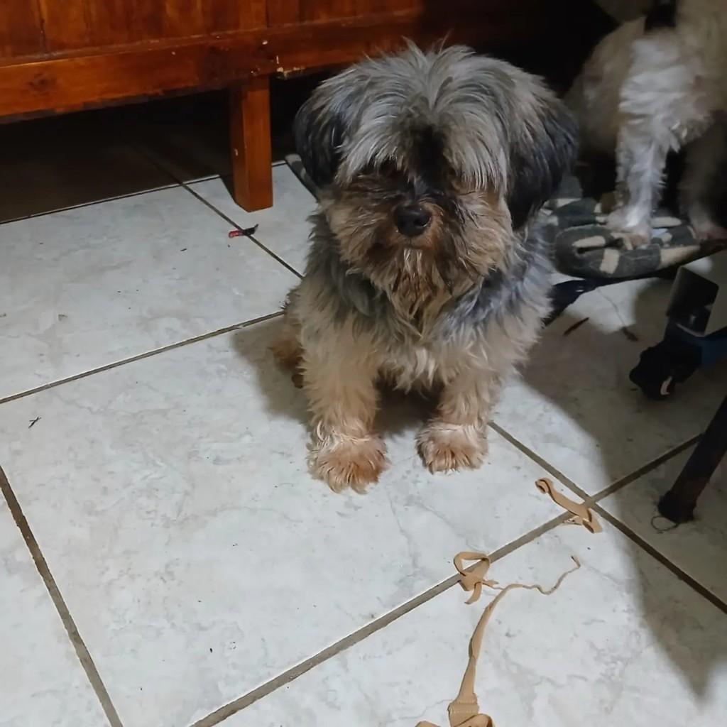 Chubaca, cachorro de porte médio para adoção em São José do Rio Preto - SP