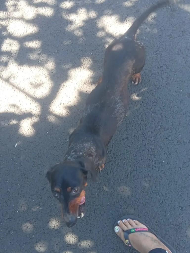 Basset, cachorro de porte pequeno para adoção em São José do Rio Preto - SP