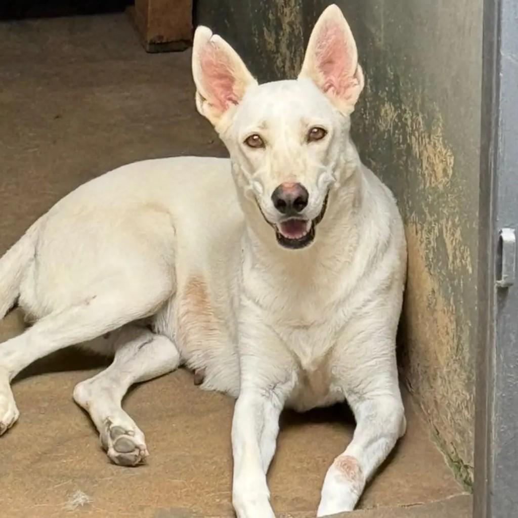 Linda, cadela de porte médio para adoção em São José do Rio Preto - SP