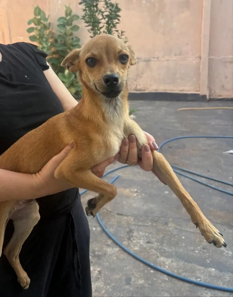 Sjrio Preto, cachorro de porte pequeno para adoção em São José do Rio Preto - SP