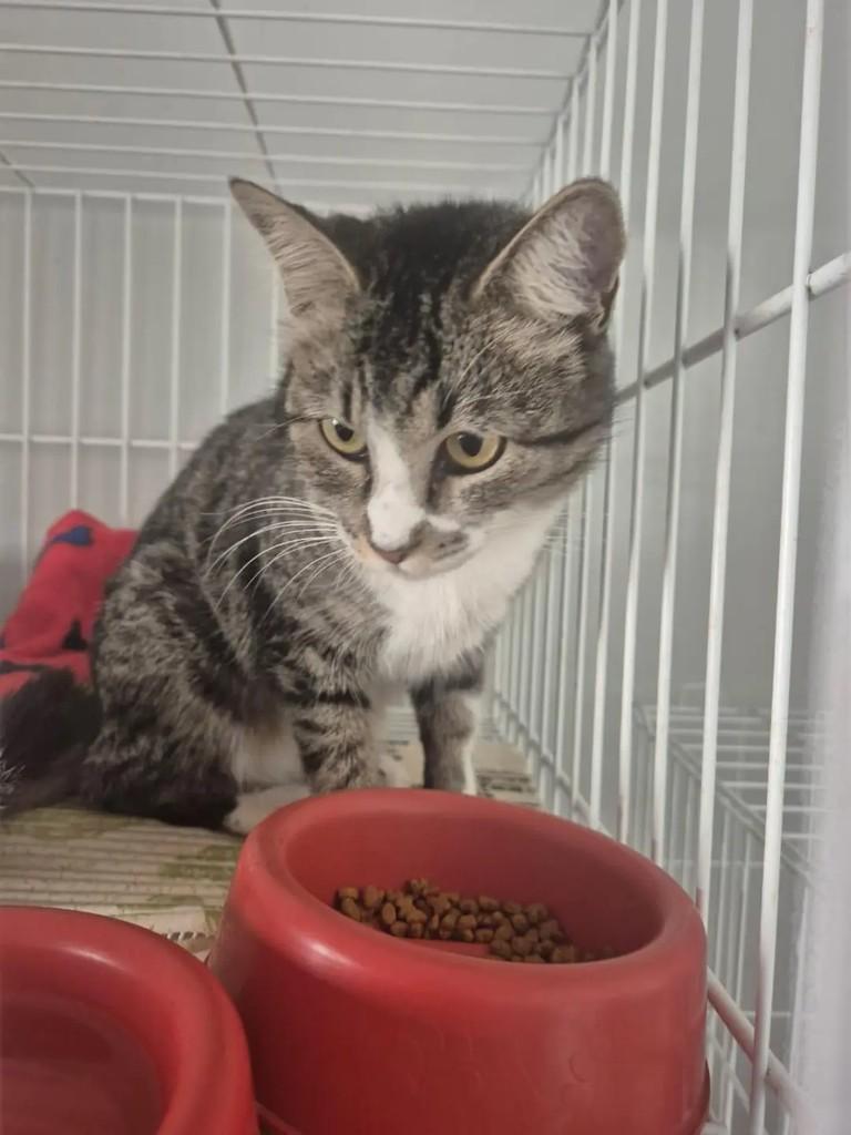Angel, gata de porte médio para adoção em São José do Rio Preto - SP