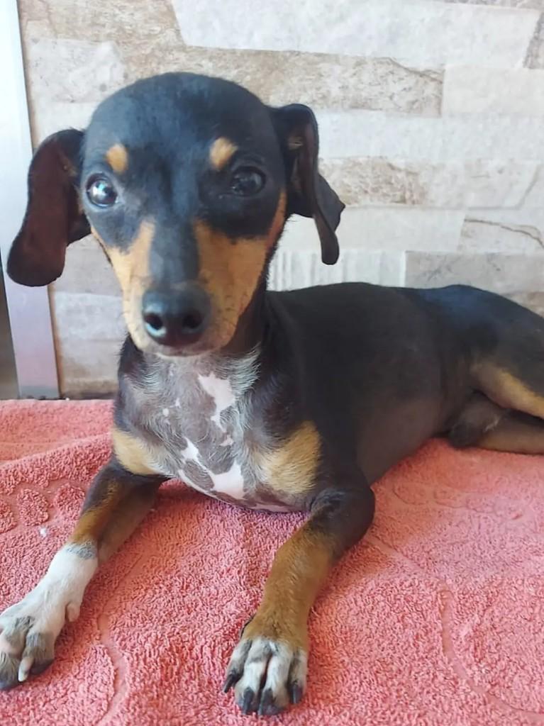 Lindo cachorrinho, cachorro de porte pequeno para adoção em São José do Rio Preto - SP