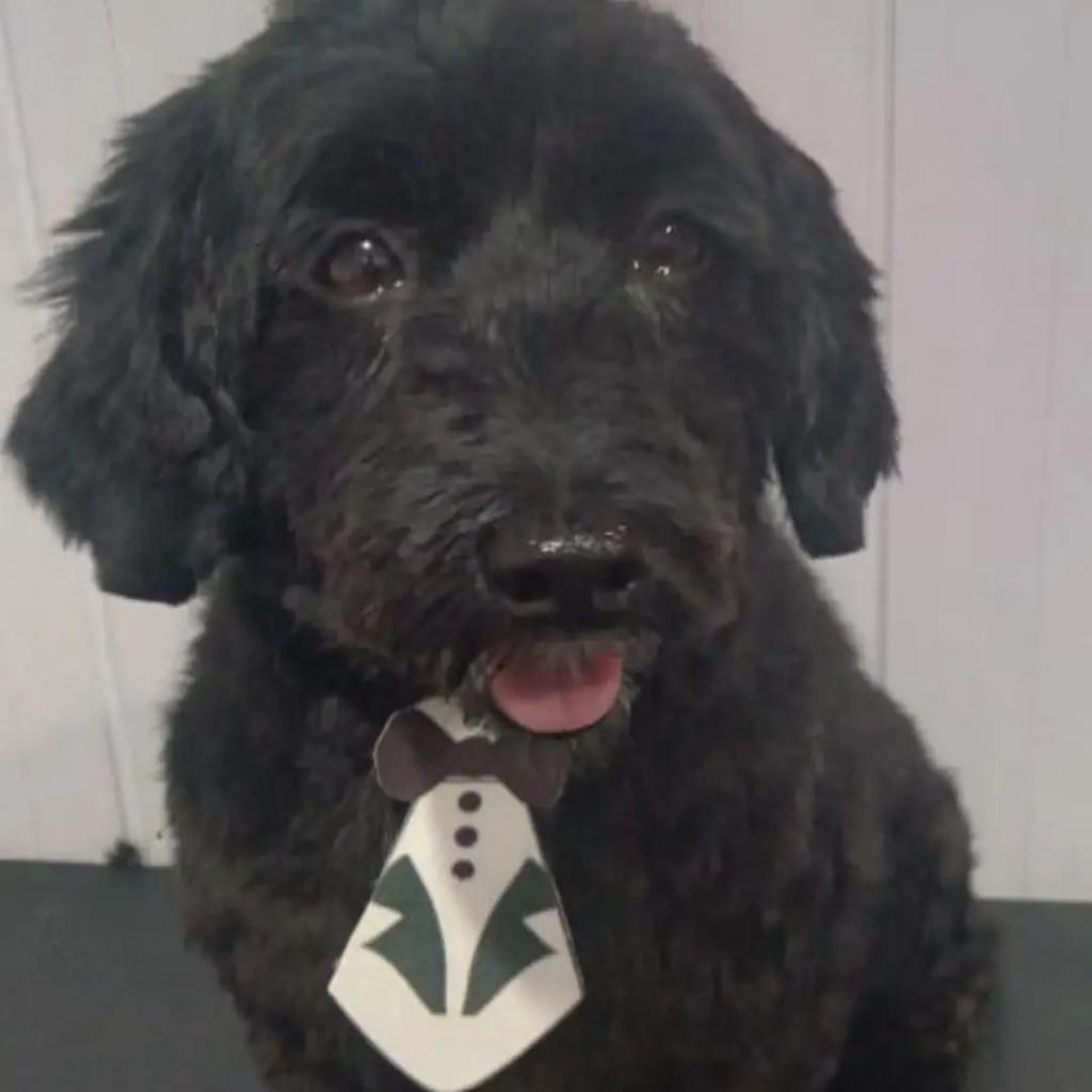 Simba, cachorro de porte pequeno para adoção em São José do Rio Preto - SP