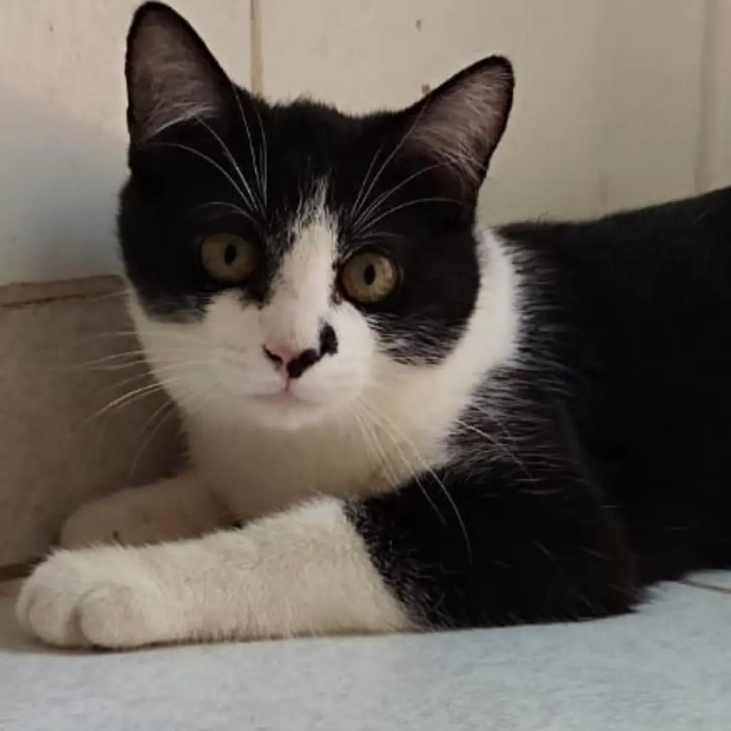 Moti, gato de porte pequeno para adoção em São José do Rio Preto - SP