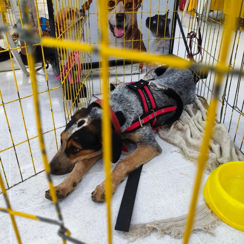 Meia-noite, cachorro de porte médio para adoção em São José do Rio Preto - SP