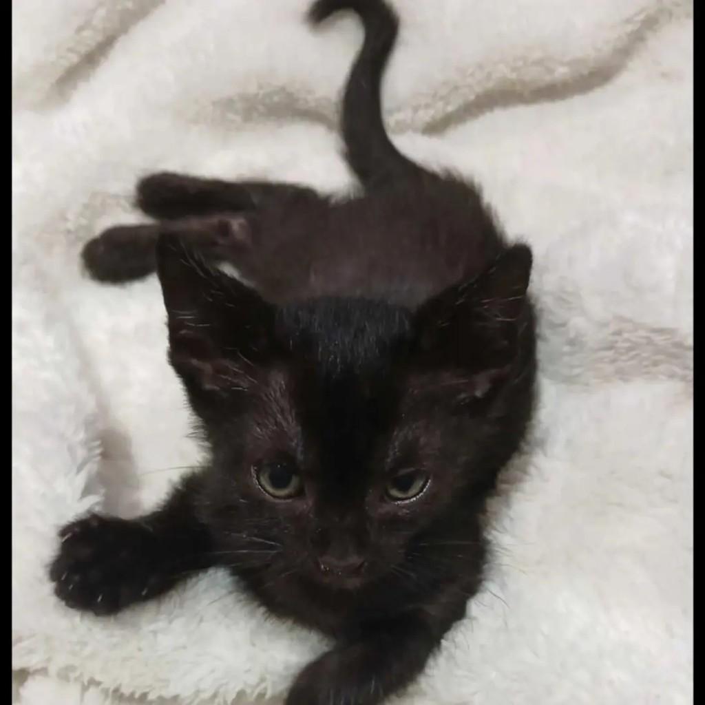 Pretinho, gato de porte pequeno para adoção em São José do Rio Preto - SP