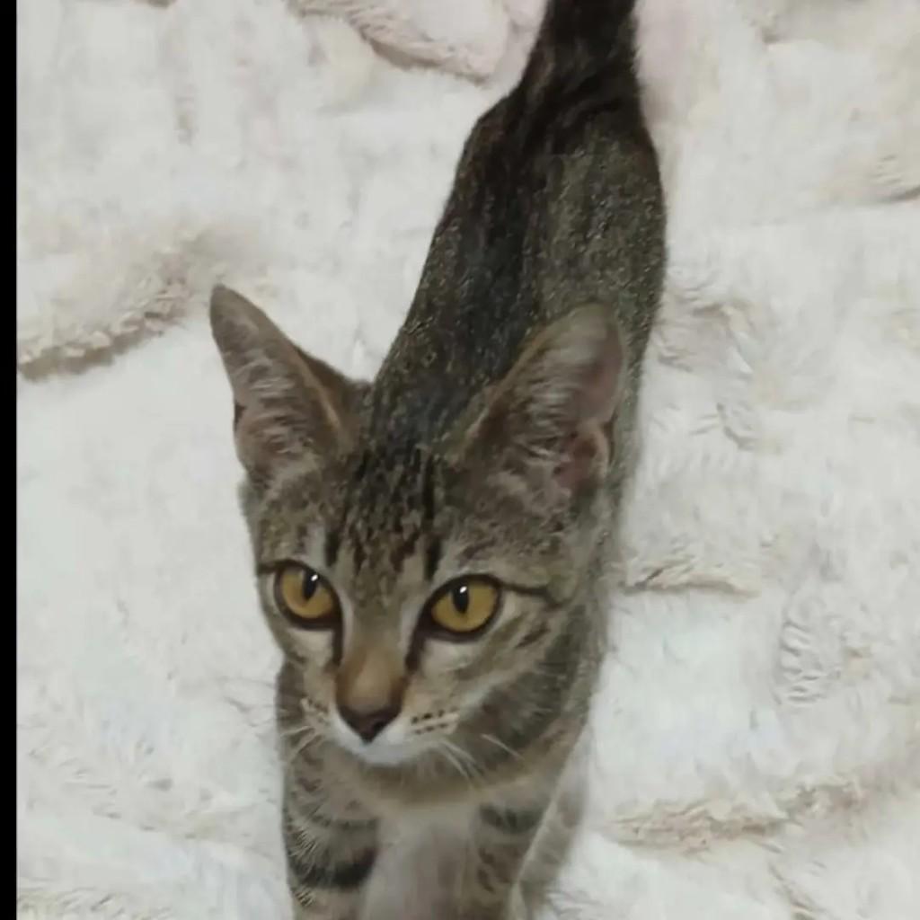 Tigrinho, gato de porte pequeno para adoção em São José do Rio Preto - SP