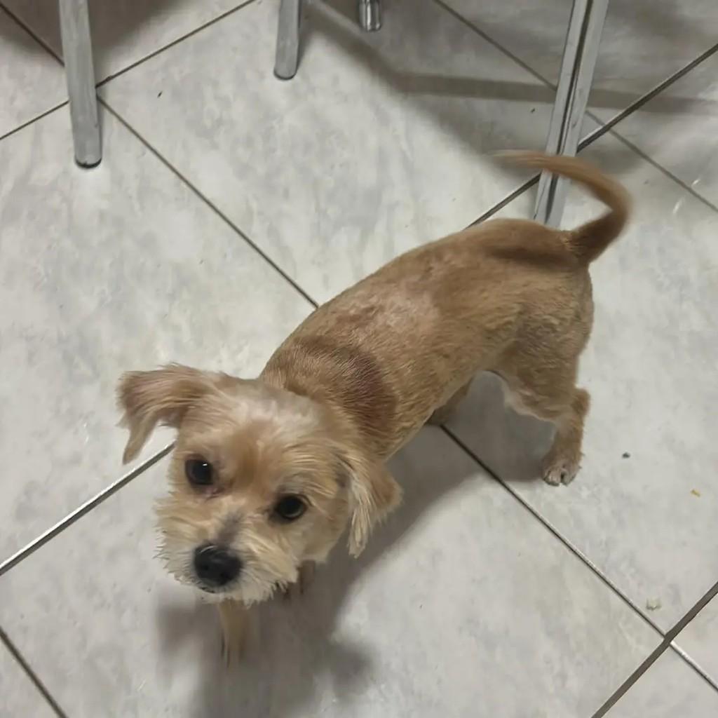 Fiapinho, cachorro de porte pequeno para adoção em São José do Rio Preto - SP