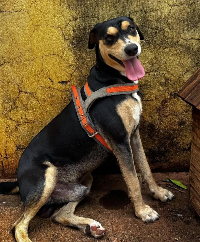 Shelby, cachorro de porte médio para adoção em São José do Rio Preto - SP