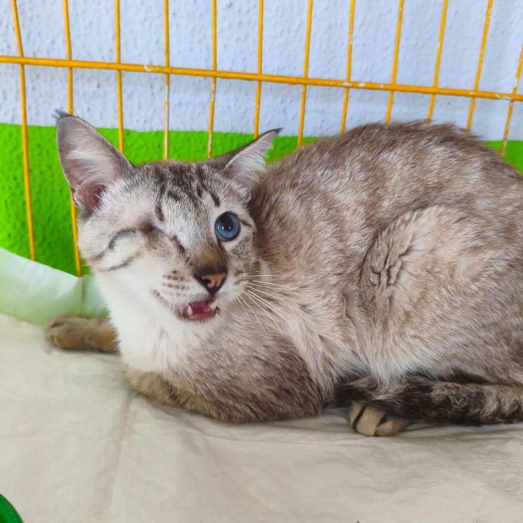 Clóvis, gato de porte pequeno para adoção em São José do Rio Preto - SP
