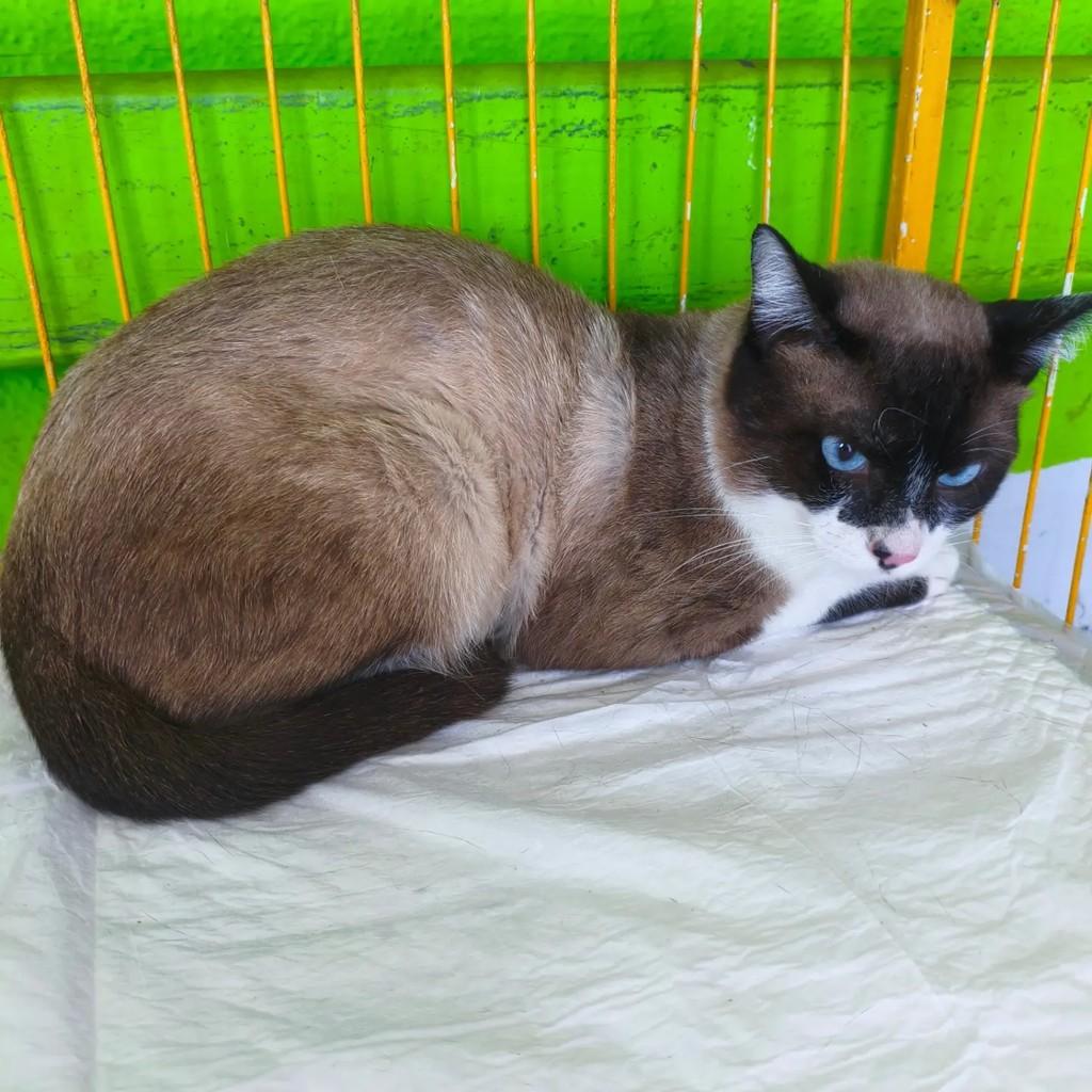 Léo, gato de porte médio para adoção em São José do Rio Preto - SP