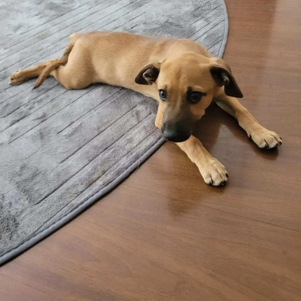 Caramelinho, cadela de porte pequeno para adoção em São José do Rio Preto - SP — foto 2 de 6