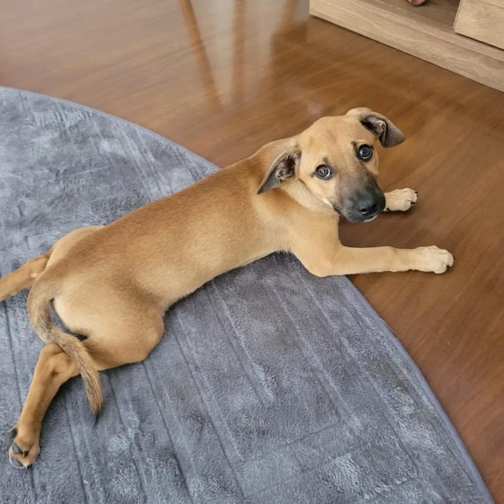 Caramelinho, cadela de porte pequeno para adoção em São José do Rio Preto - SP — foto 3 de 6