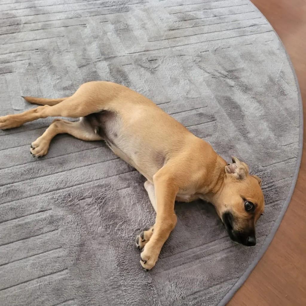 Caramelinho, cadela de porte pequeno para adoção em São José do Rio Preto - SP — foto 4 de 6