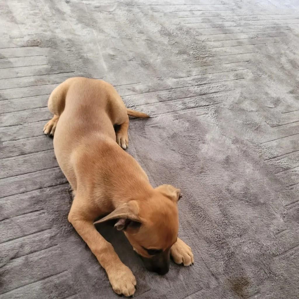 Caramelinho, cadela de porte pequeno para adoção em São José do Rio Preto - SP — foto 5 de 6