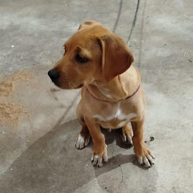 Arthur, cachorro para adoção em São José do Rio Preto - SP