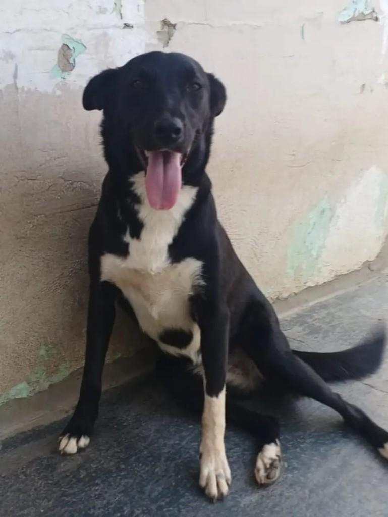 Ursula, cadela de porte médio para adoção em São José do Rio Preto - SP