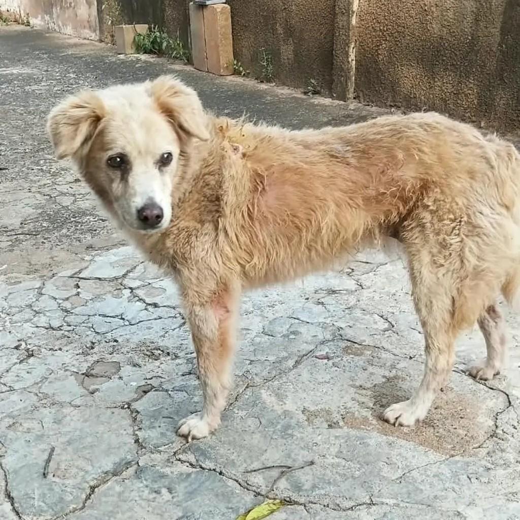 Catarina, cadela de porte médio para adoção em São José do Rio Preto - SP