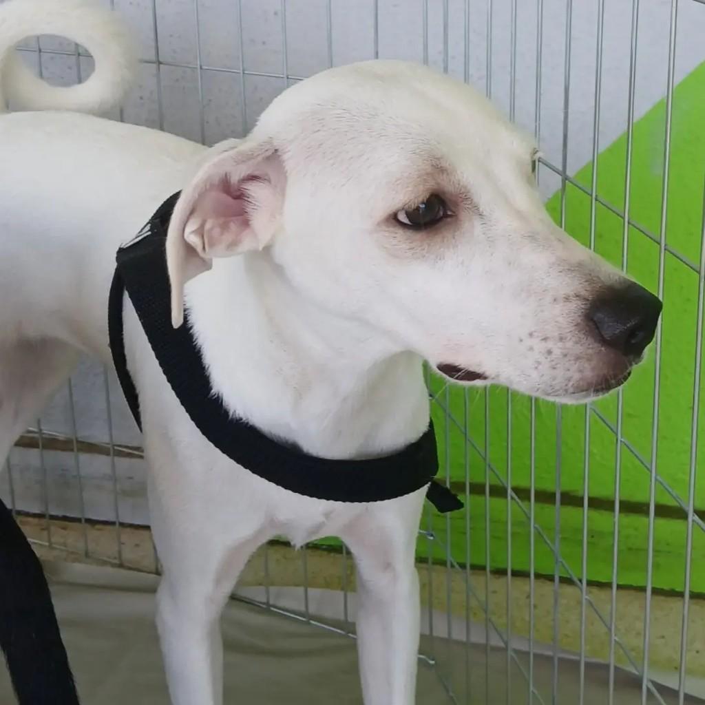 Mingau, cachorro de porte médio para adoção em São José do Rio Preto - SP