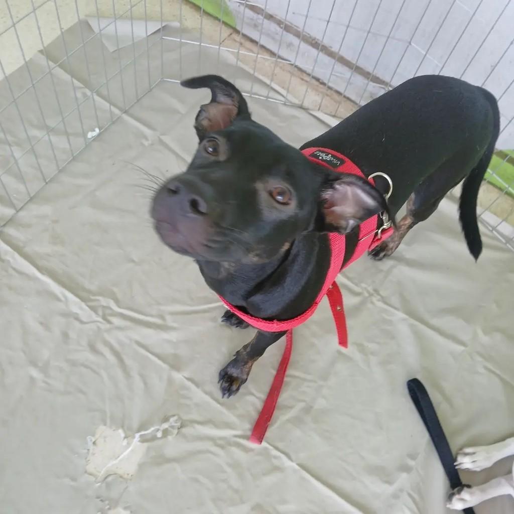 Jorginho, cachorro de porte pequeno para adoção em São José do Rio Preto - SP