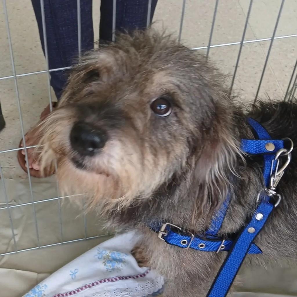 Pitoco, cachorro de porte médio para adoção em São José do Rio Preto - SP