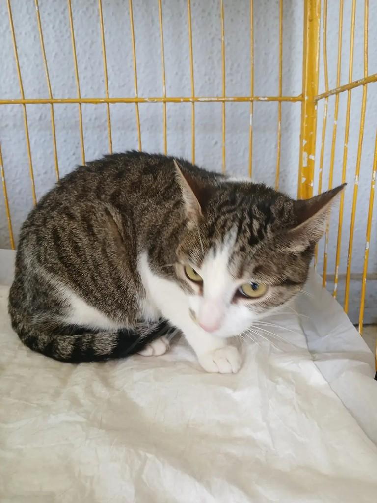 Jade, gata de porte pequeno para adoção em São José do Rio Preto - SP