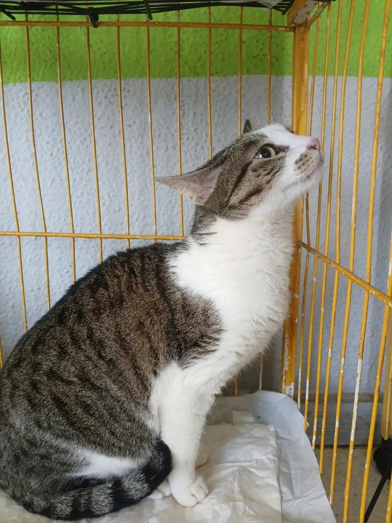 Jade, gata de porte pequeno para adoção em São José do Rio Preto - SP — foto 2 de 2