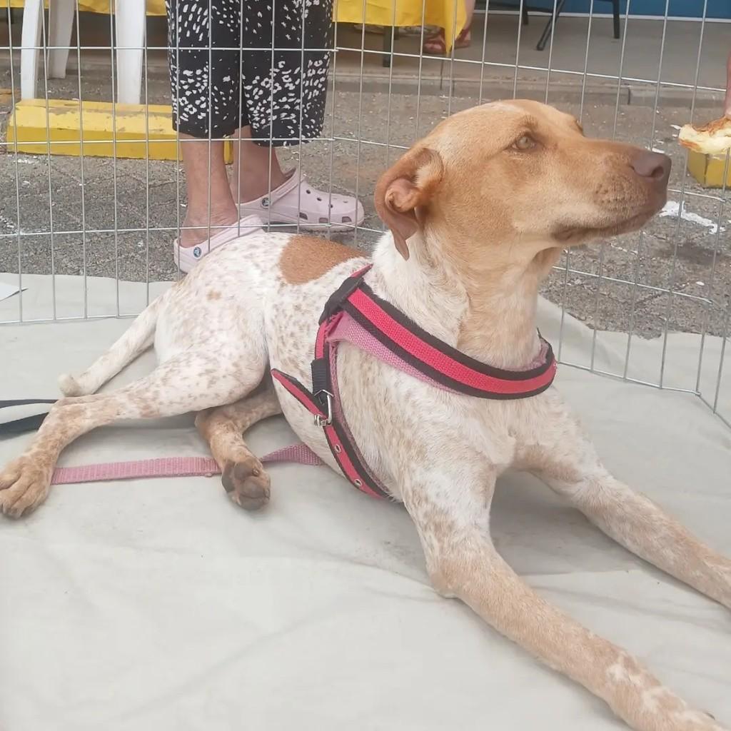 Rita, cadela de porte médio para adoção em São José do Rio Preto - SP