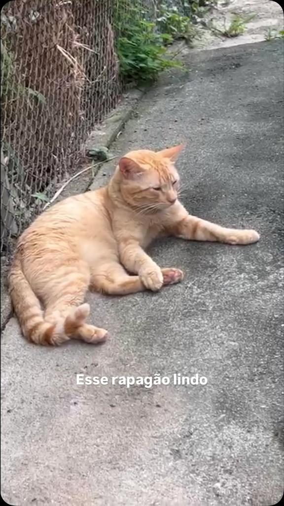 Rapagão, gato de porte médio para adoção em Rio de Janeiro - RJ