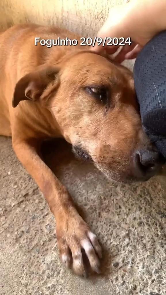 Foguinho, cachorro de porte médio para adoção em Rio de Janeiro - RJ