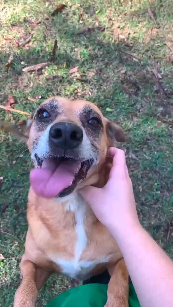 Ninfa, cachorro de porte médio para adoção em Rio de Janeiro - RJ