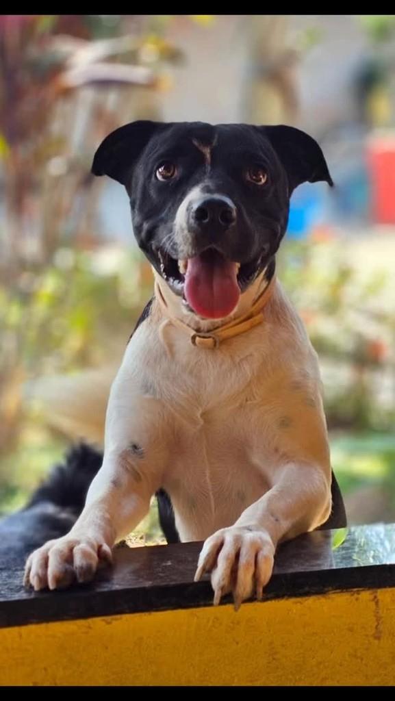 Botafogo, cachorro de porte médio para adoção em Rio de Janeiro - RJ