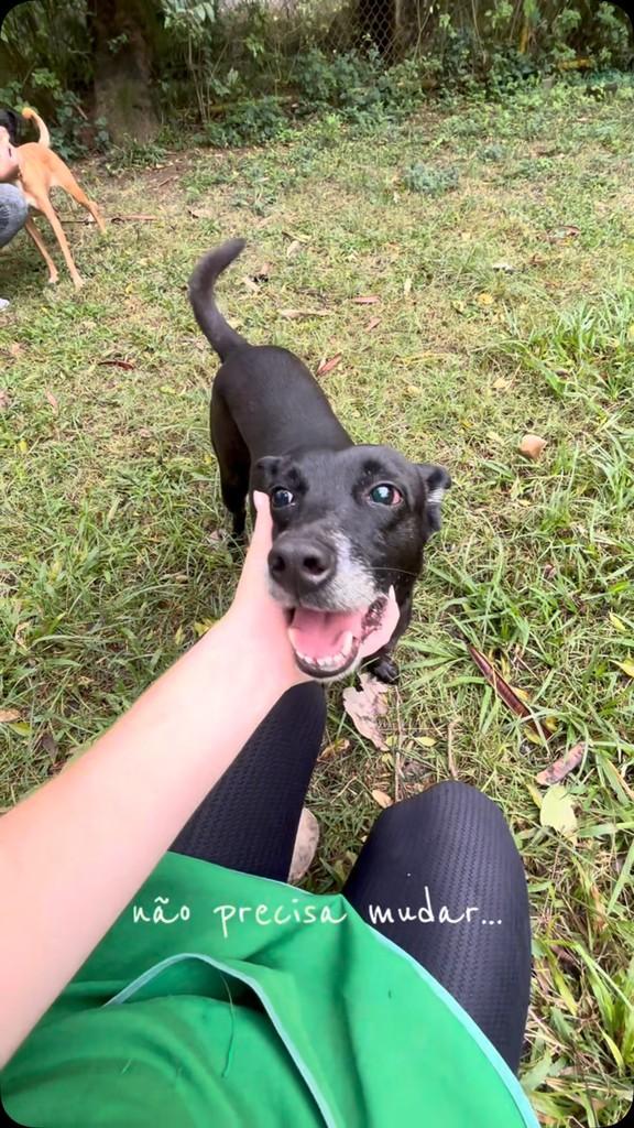 Morceguinho, cachorro de porte pequeno para adoção em Rio de Janeiro - RJ