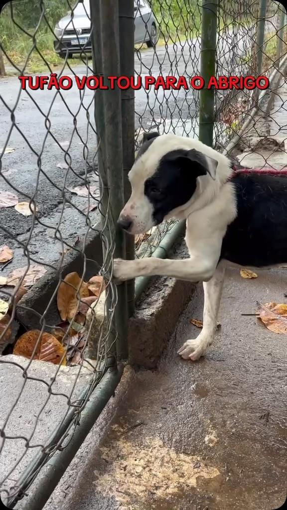 Tufão, cachorro de porte médio para adoção em Rio de Janeiro - RJ