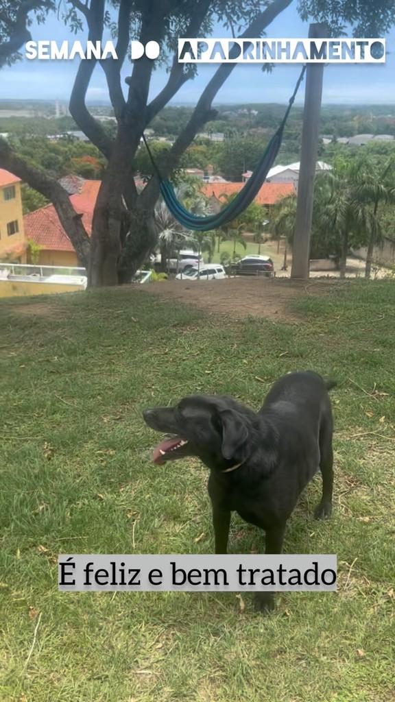 Carvão, cachorro de porte médio para adoção em Rio de Janeiro - RJ