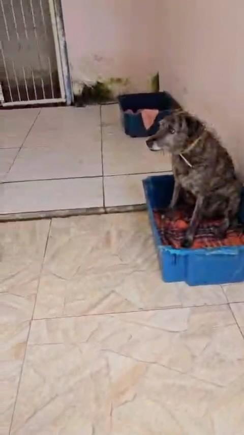 Guga, cachorro de porte médio para adoção em Rio de Janeiro - RJ