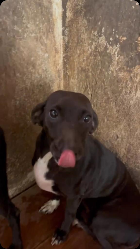 Pingo, cachorro de porte médio para adoção em Rio de Janeiro - RJ
