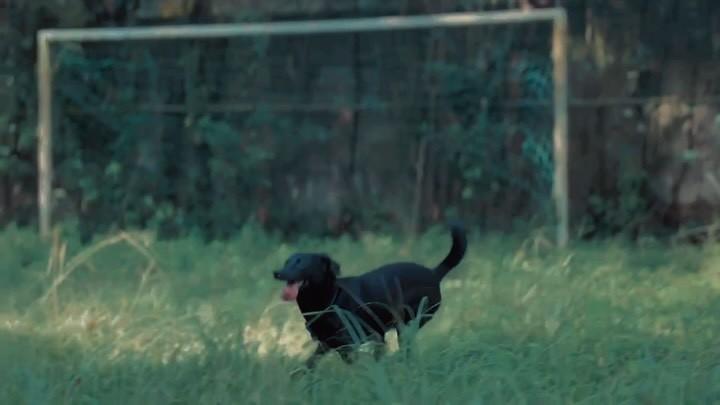 Chokito, cachorro de porte pequeno para adoção em Rio de Janeiro - RJ