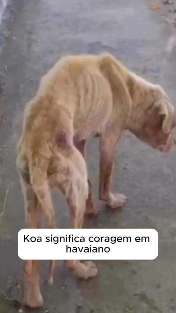 Koa, cachorro de porte grande para adoção em Rio de Janeiro - RJ